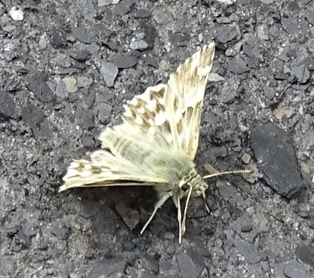 Papillon du  site de chardons bleus Des Lioures Inconn12