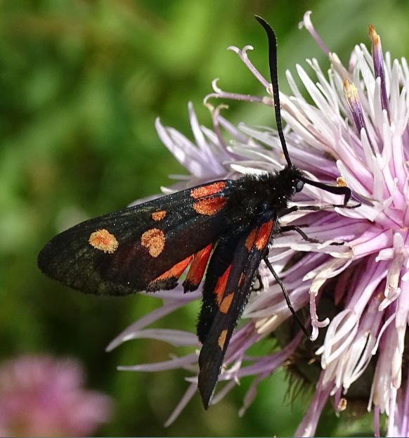 [Zygaena cf. lonicerae] Zygènes du 05 Zygyne14