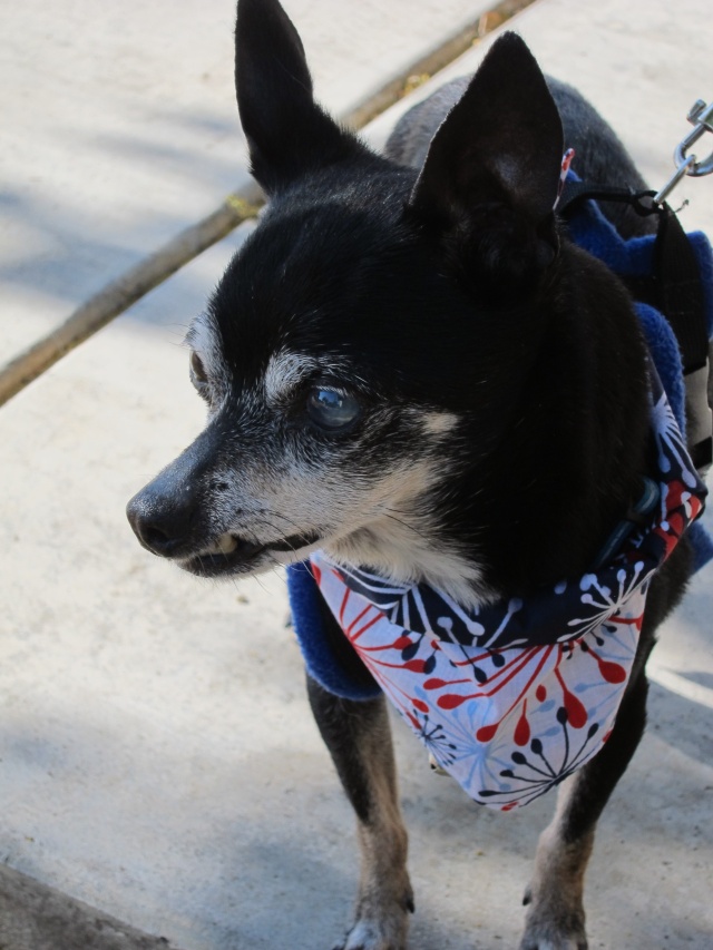 Joey the Prunie chihuahua. RIP- April 19, 1999-September 6, 2016 - Page 3 Joey_115