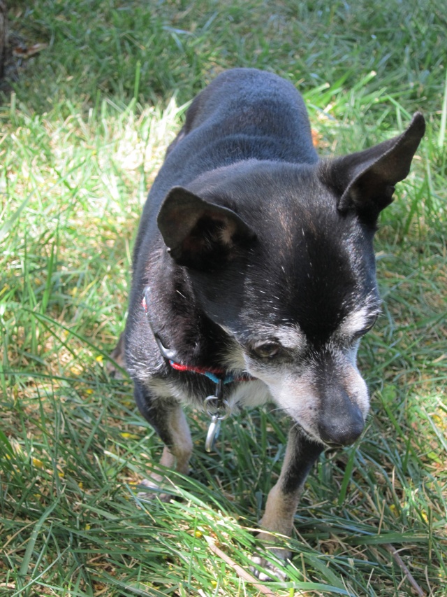 Joey the Prunie chihuahua. RIP- April 19, 1999-September 6, 2016 - Page 3 Joey_117