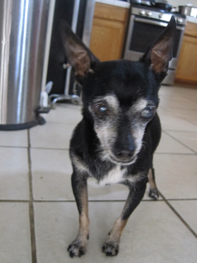 Joey the Prunie chihuahua. RIP- April 19, 1999-September 6, 2016 - Page 3 Joey_119
