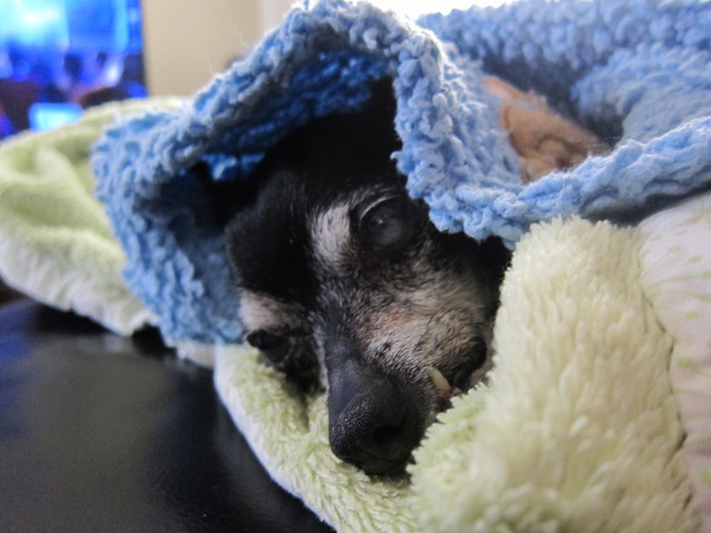 Joey the Prunie chihuahua. RIP- April 19, 1999-September 6, 2016 - Page 3 Joey_121