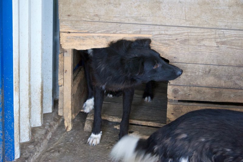 SAXO, chiot mâle, né en août 2015 (Pascani) - adopté par Marie Noelle (Belgique) - Page 2 Dsc_0117