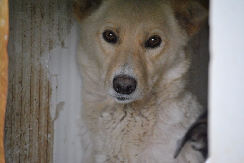 MACADAMIA !! + de 3 ans de box !! femelle, née environ environ en juillet 2012, taille moyenne - REMEMBER ME LAND - Adoptée par Nathalie (Belgique)  Dsc_0169