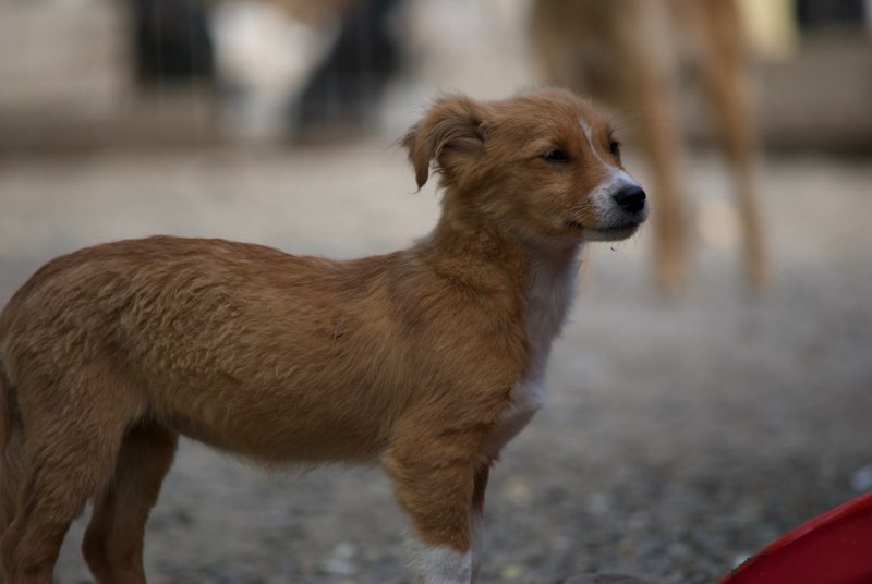 GRIOTTE- chiot femelle- née en avril/ mai 2016 - décédée Dsc_0353