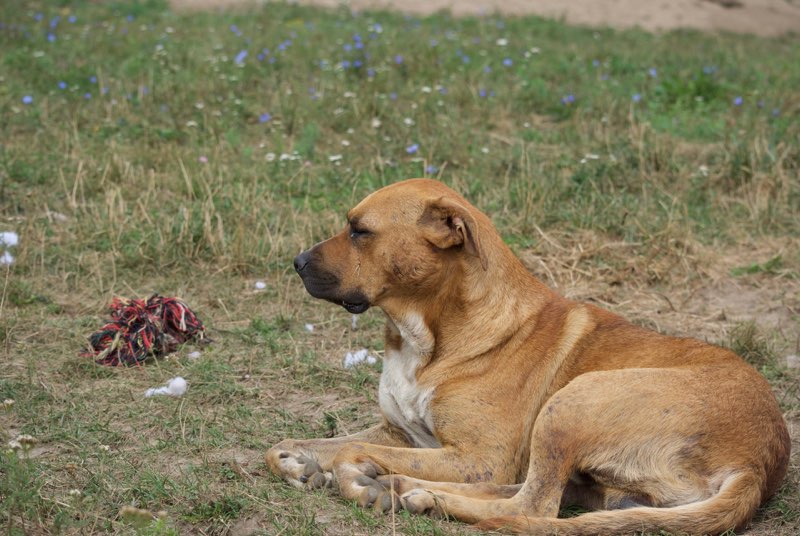 CLARK, jeune mâle typé boxer, taille moyenne (Pascani) - REMEMBER ME LAND- adopté en Roumanie Dsc_0415