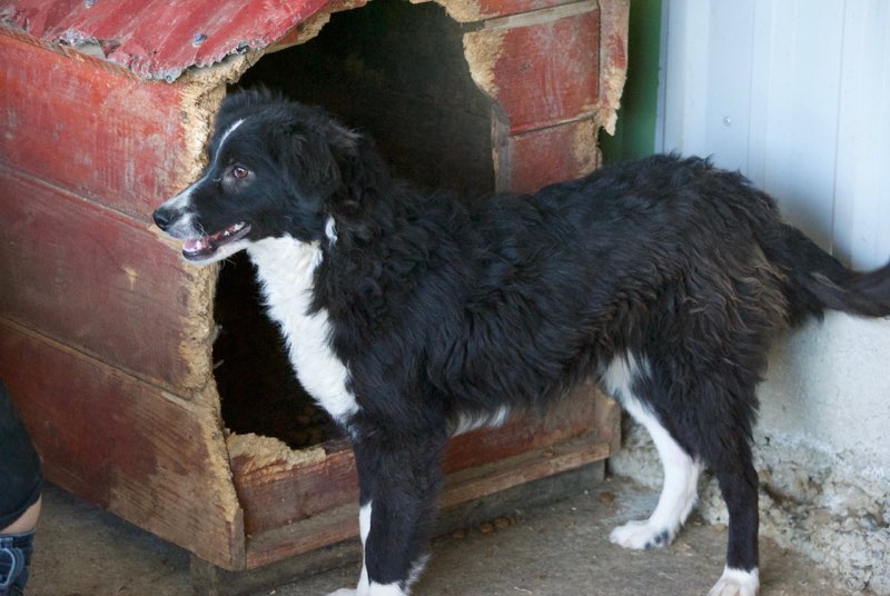 PAPILLON - femelle croisée - taille moyenne- adoptée par Joëlle  (Belgique) Dsc_0740