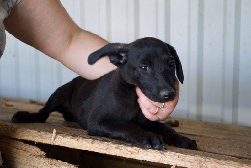 SPEEDY, chiot mâle, né en juin 2016 - REMEMBER ME LAND-DCD Recei173