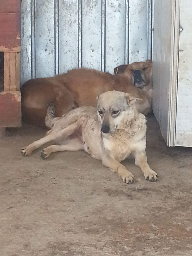 HOPA : femelle croisée, taille moyenne (Pascani)- REMEMBER ME LAND - adoptée par Inge (Belgique) Décédée  Receiv17