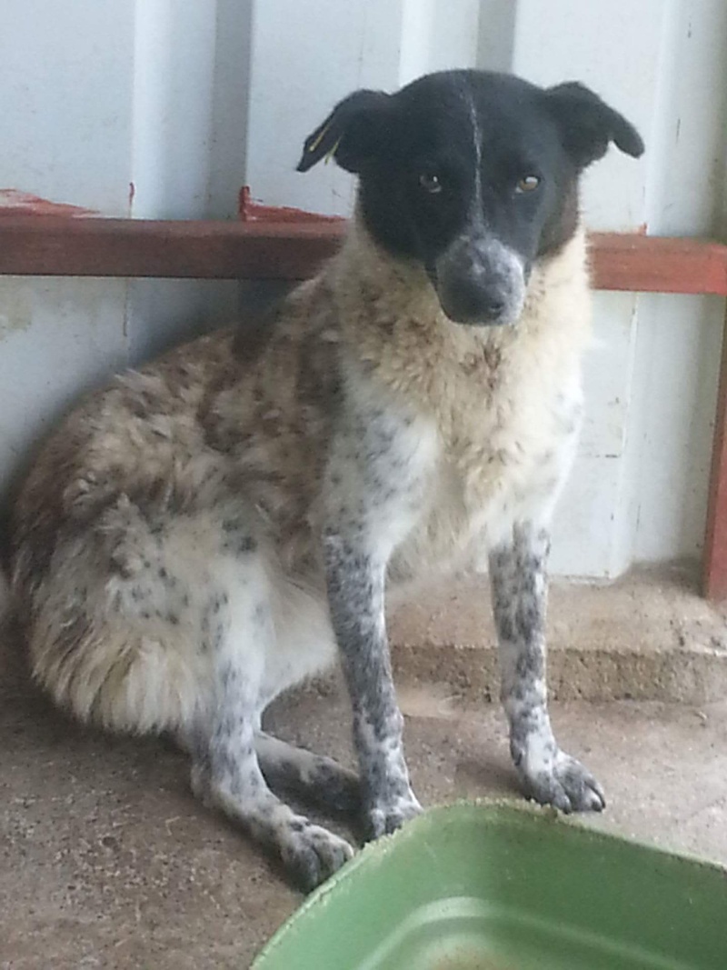 shanta - SHANA (ex SHANTA) - jeune femelle croisée, taille moyenne, née en 2014 - (Pascani) - REMEMBER ME LAND - Adoptée par VIRGINIE  (68) Receiv60