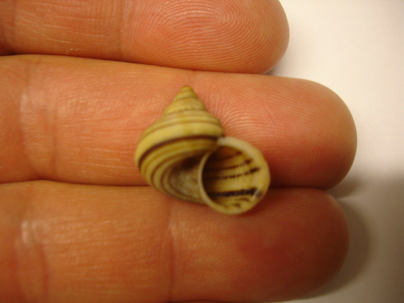 Tropidophora perinetensis Fischer, Piette & Bedoucha, 1965 Dsc06018