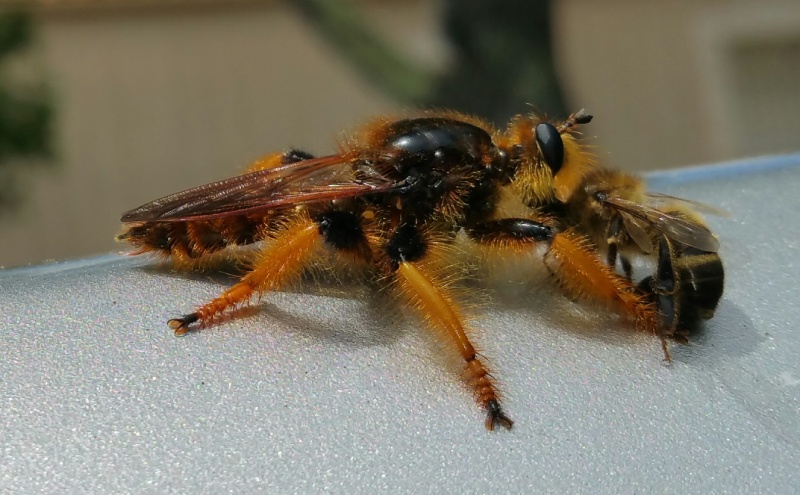 guepe mangeuse d'abeille? 2016-013