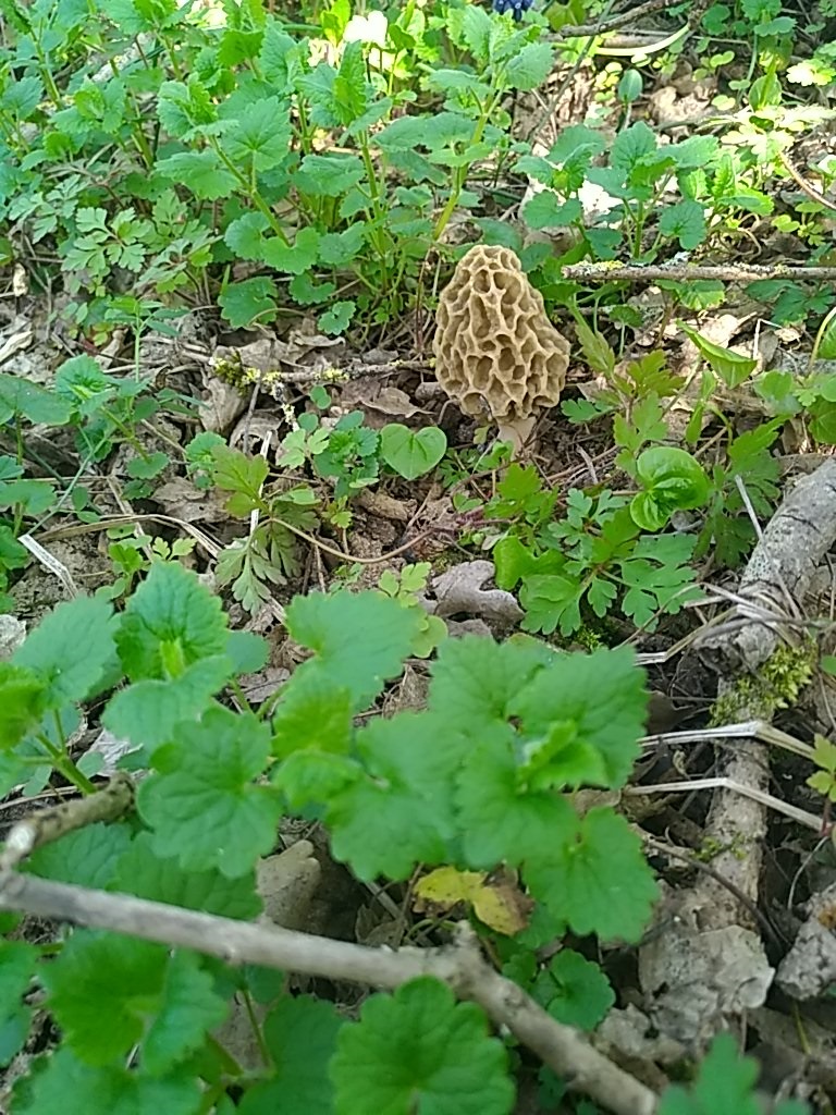 morilles 2016 de guigui - Page 6 Img_2054