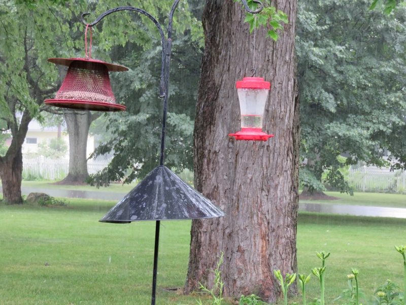 Birds of the Garden Image40