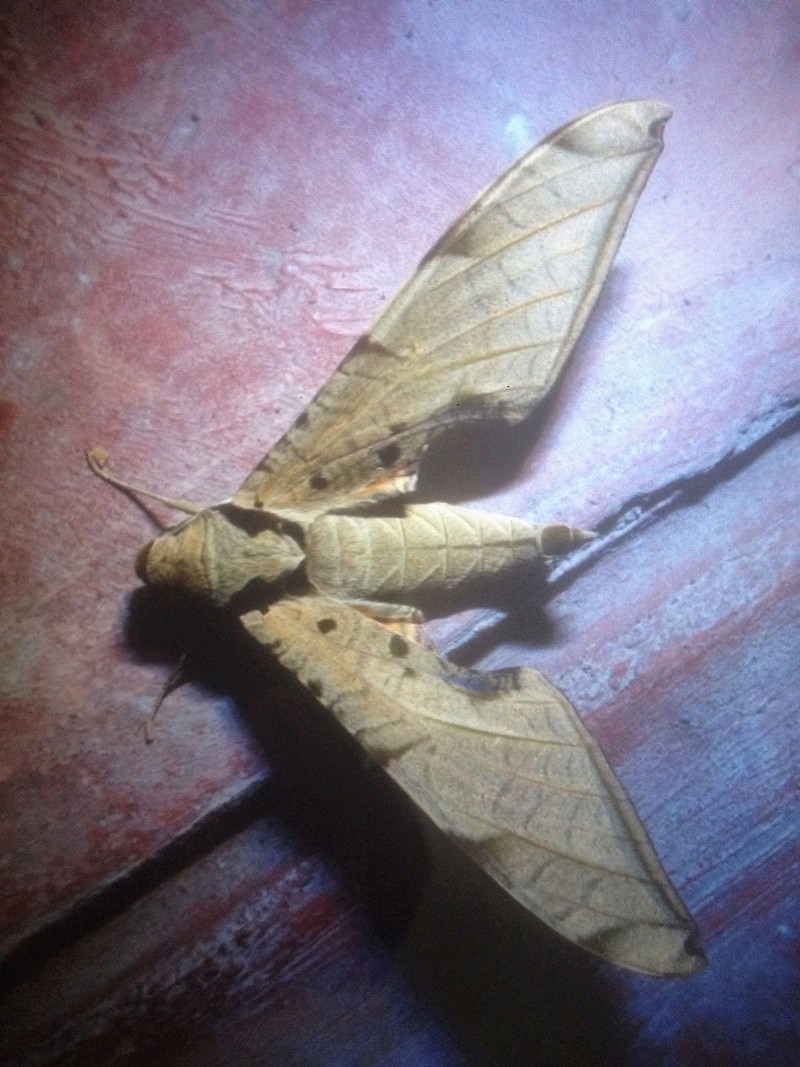 Identifications lépidoptères du Pérou  Img-2014