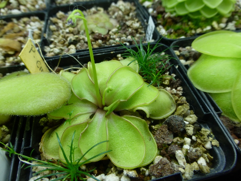 photos de pinguicula - Page 2 Emargi10