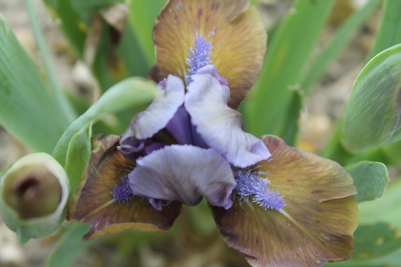 Floraisons 2016 de nos grands iris barbus et Bilan - Page 9 Img_3410