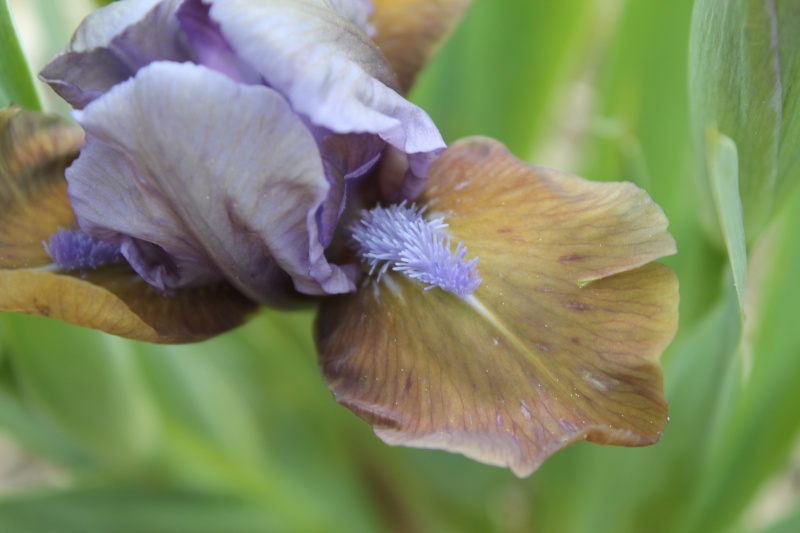 Floraisons 2016 de nos grands iris barbus et Bilan - Page 9 Img_3411