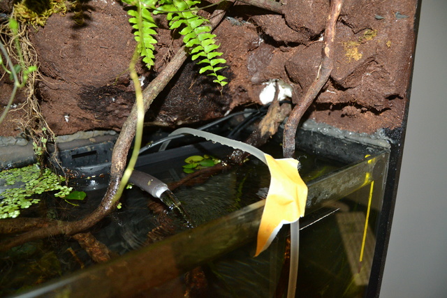 Paludarium amazonien - Page 3 Dsc_8870