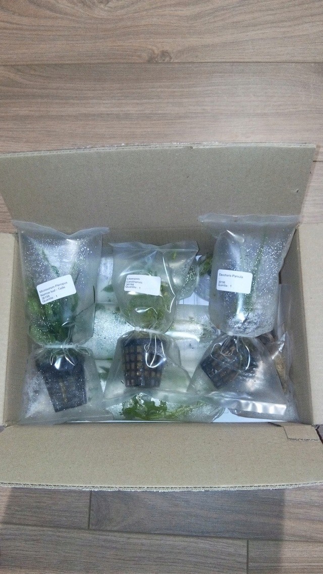 Paludarium amazonien - Page 3 Img_2012