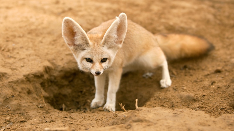 Je demande.... et j'obtiens ! - Page 6 Fennec10