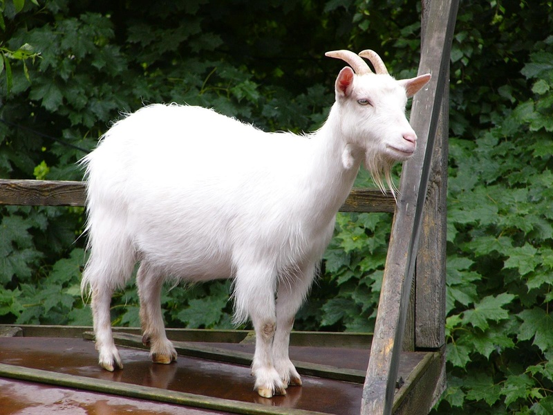 Je demande.... et j'obtiens ! Goat_110