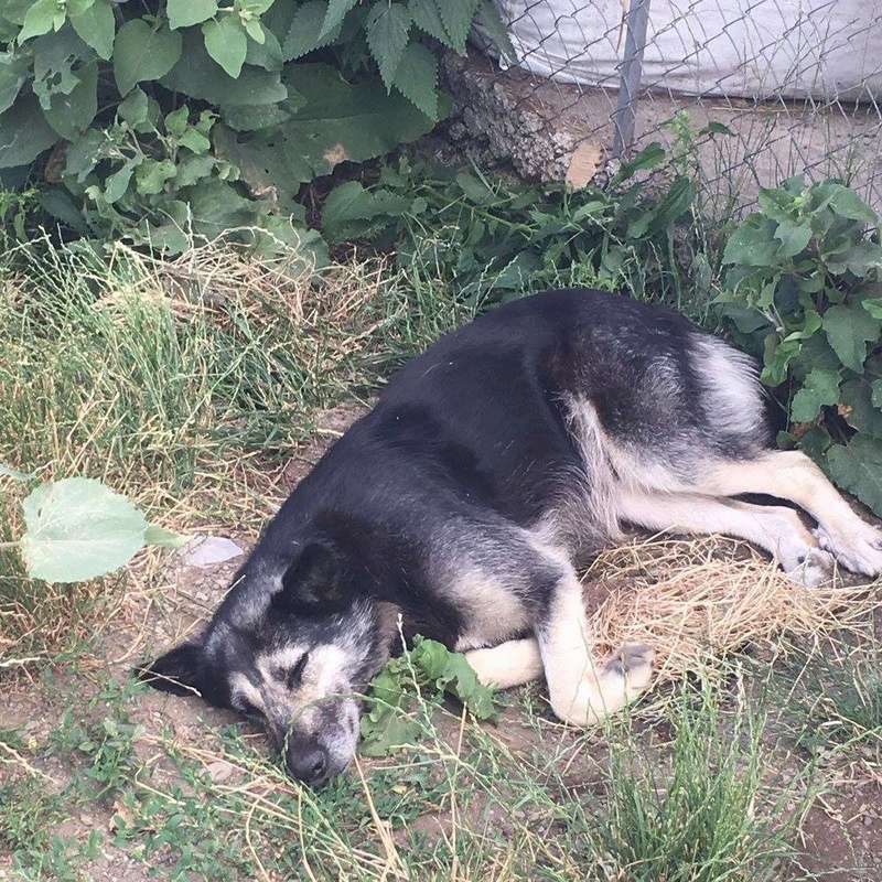 RONA, F-X B.Allemand, taille moyenne, née 2008 env. (TAMARA) Prise en charge ELLEN (Allemagne) Rona810