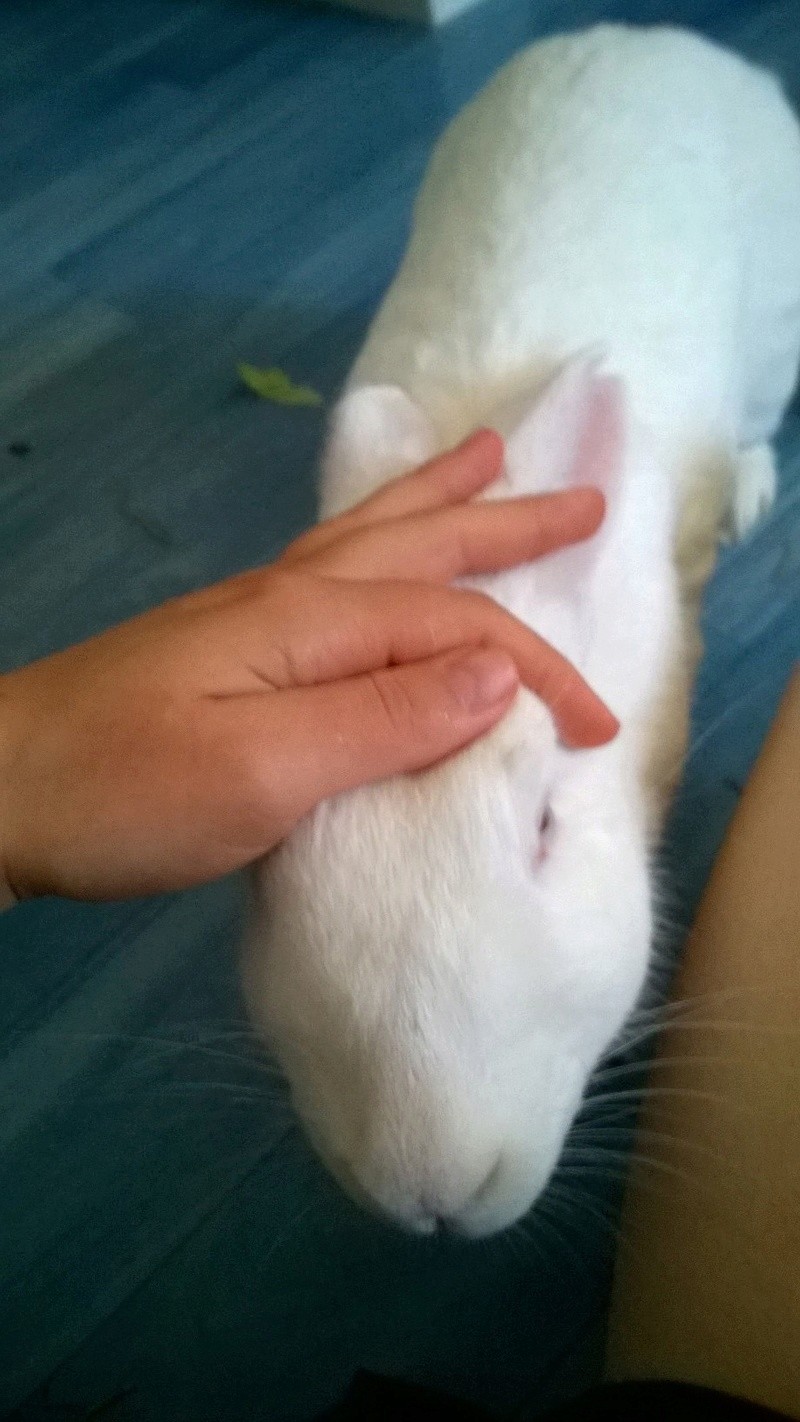 [White Rabbit] Berlioz, jeune lapin à parrainer et adopter Berlio10