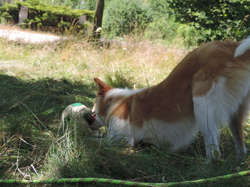 Jewel - SHELBY ( ex JEWEL) : chiot femelle née en avril 2015 taille moyenne, croisée -adoptée par Val54 (dpt 54) - Page 4 Dscn1415