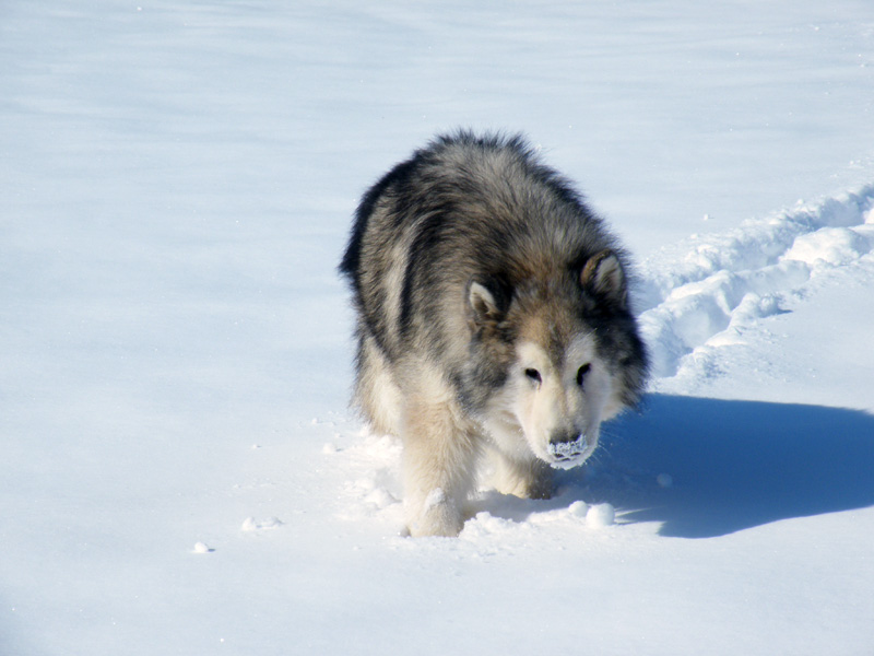 nos animaux de compagnies ! - Page 22 Retire10