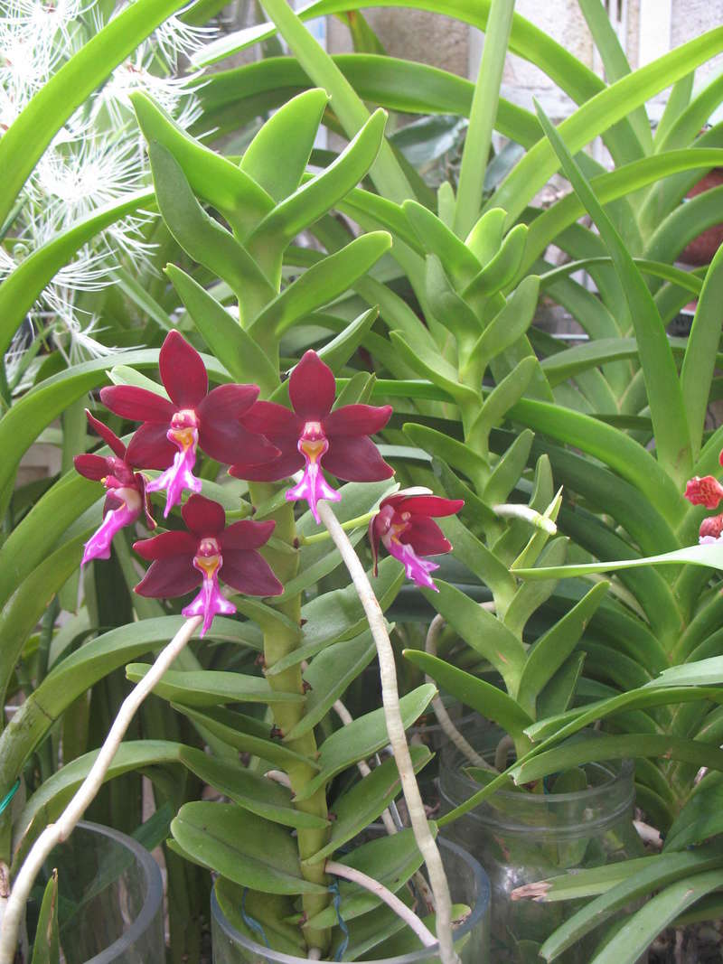 Trichoglottis atropurpurea Img_2711