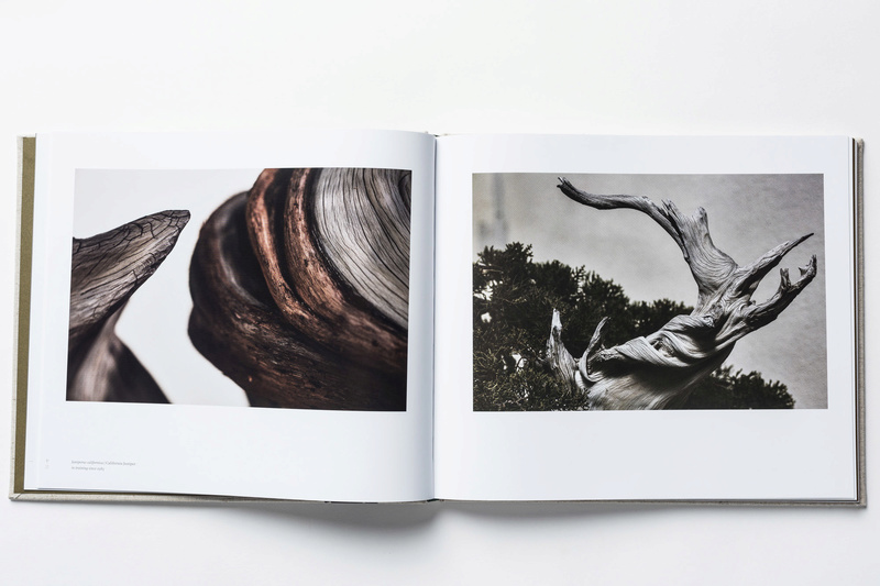 In Training A New Book Of Bonsai Photos Out Now And