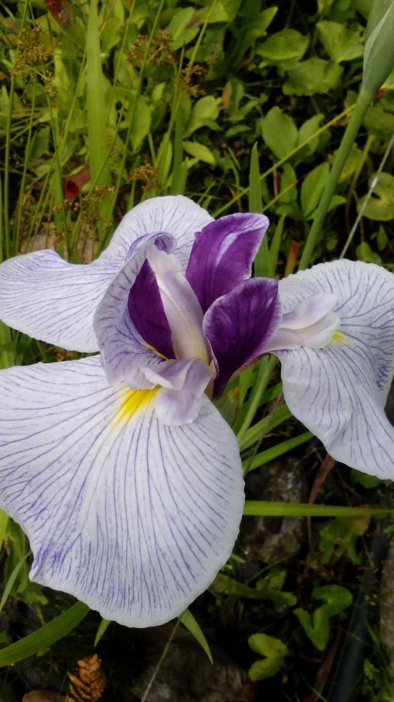 iris - Schwertliliengewächse: Iris, Tigrida, Ixia, Sparaxis, Crocus, Freesia, Montbretie u.v.m. - Seite 13 23_06_10