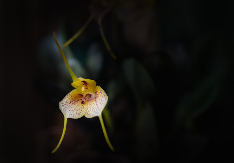 Miniatur-Orchideen Teil 3 - Seite 15 Image15