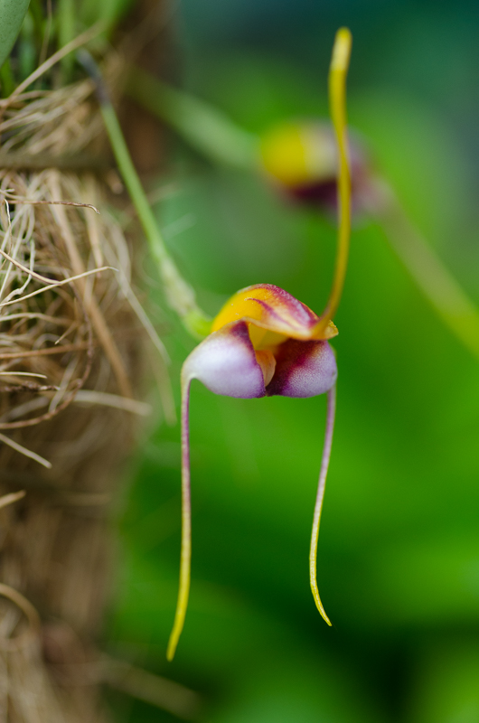 Masdevallia hartmanii Image18