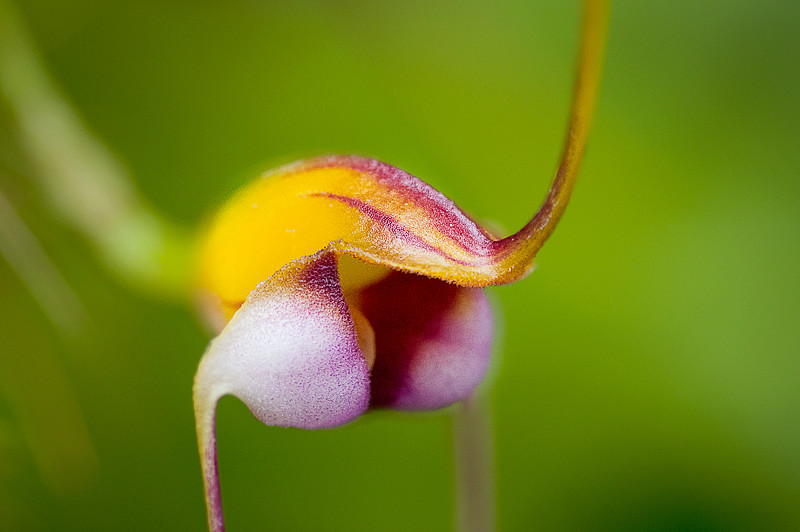 Masdevallia hartmanii Image19