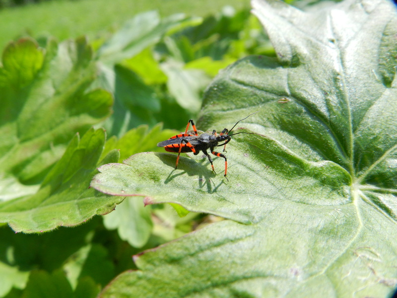 [Rhynocoris annulatus] Punaise rouge Dscn1010