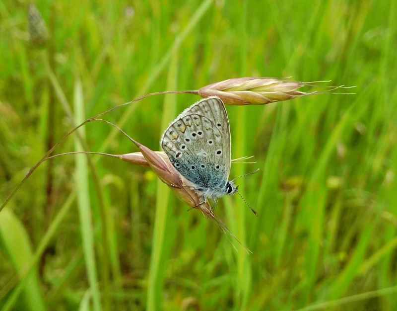 [Aricia agestis & Polyommatus cf. icarus] Papillon inconnu Img_2013