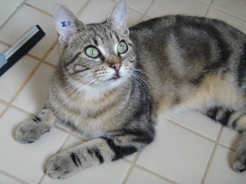 Lord, jeune mâle type européen brown tabby, né le 01/11/2015 Dsc00213