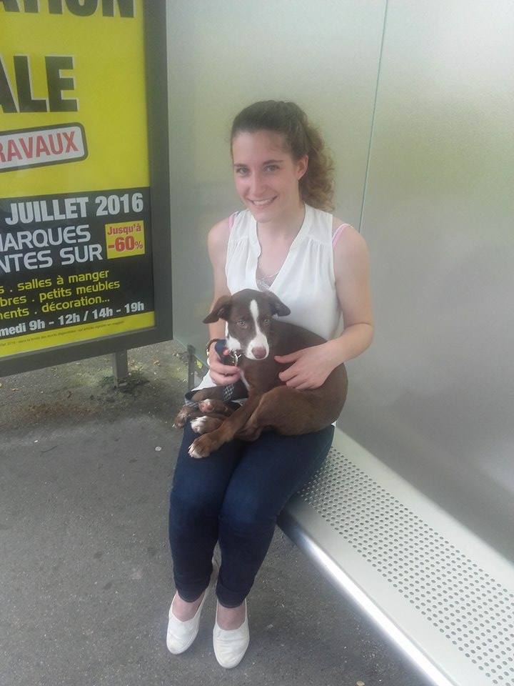 TUGg MYLA une chiot marron aux yeux verts - GUADELOUPE Adopti11