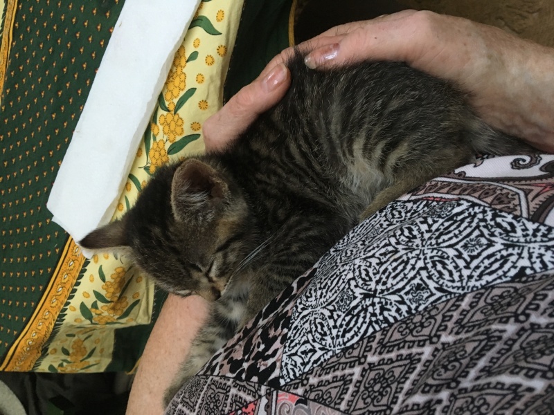 Mirabelle, adorable chatonne Tabby née le 01/05/2016 Img_2314