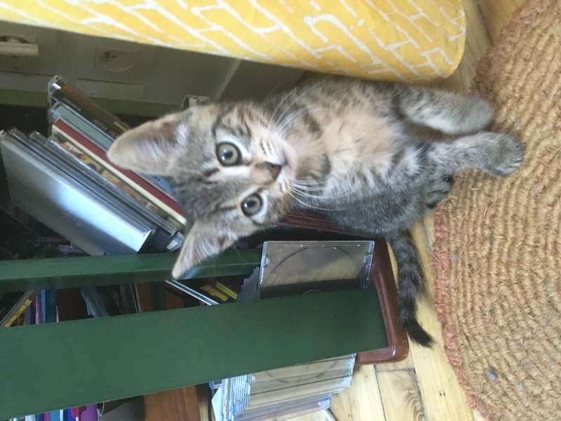 Mirabelle, adorable chatonne Tabby née le 01/05/2016 Img_2412