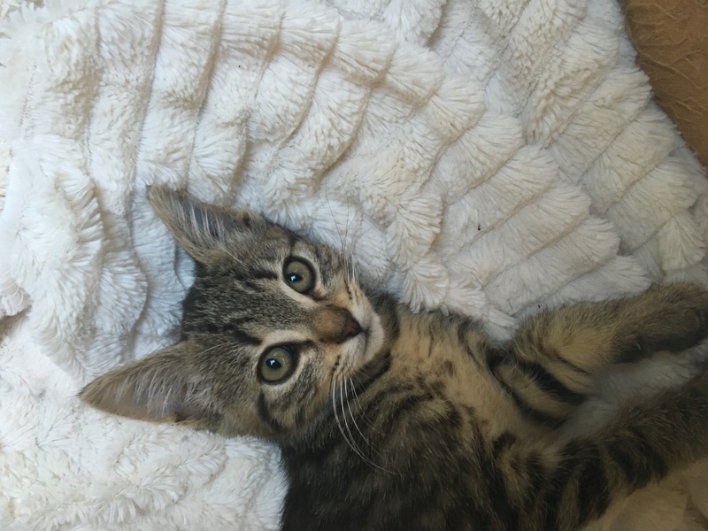 Mirabelle, adorable chatonne Tabby née le 01/05/2016 Img_2413