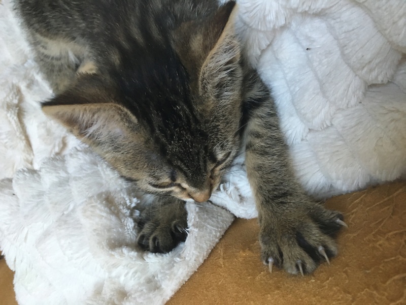 Mirabelle, adorable chatonne Tabby née le 01/05/2016 Img_2414