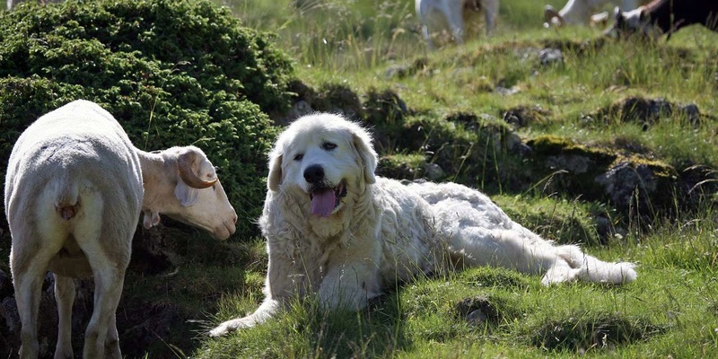 Une randonneuse grièvement blessée par deux chiens dans le Vercors Bbvdan10