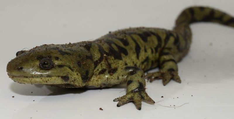 [Fiche d'élevage] Ambystoma mavortium et salamandres tigrées Image10