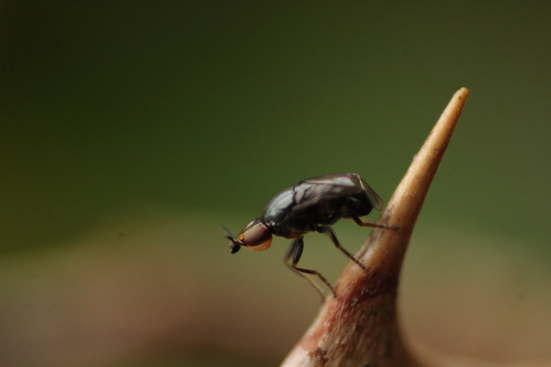 [Camarota curvipennis] Tout petit Img_4910