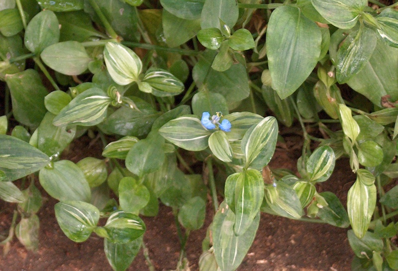 Commelina benghalensis - herbe à cochon Hpim4812