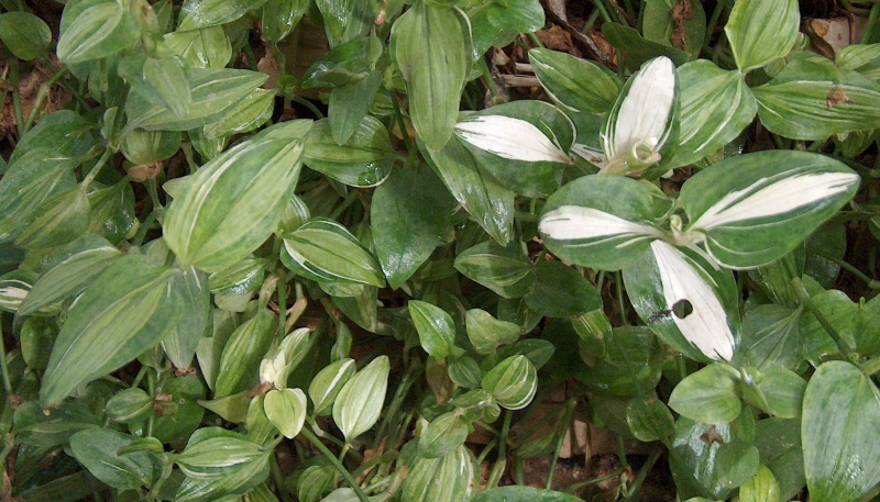 Commelina benghalensis - herbe à cochon Hpim4813