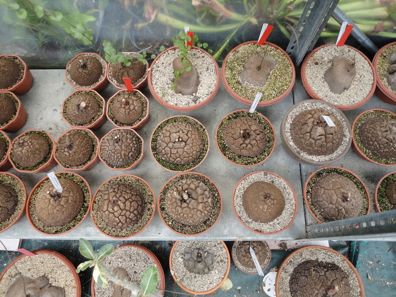 PLANTEMANIA Dsc03733